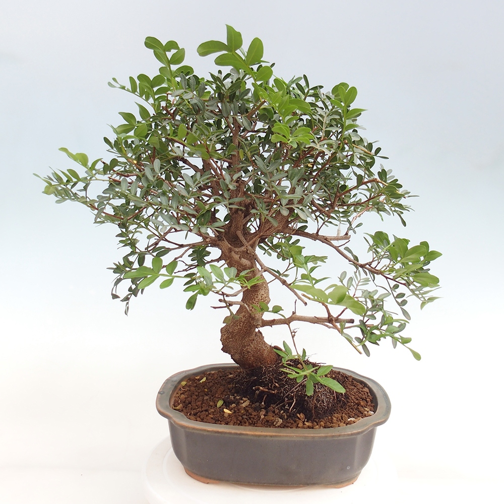 Bonsai pokojowe - Pistacja
