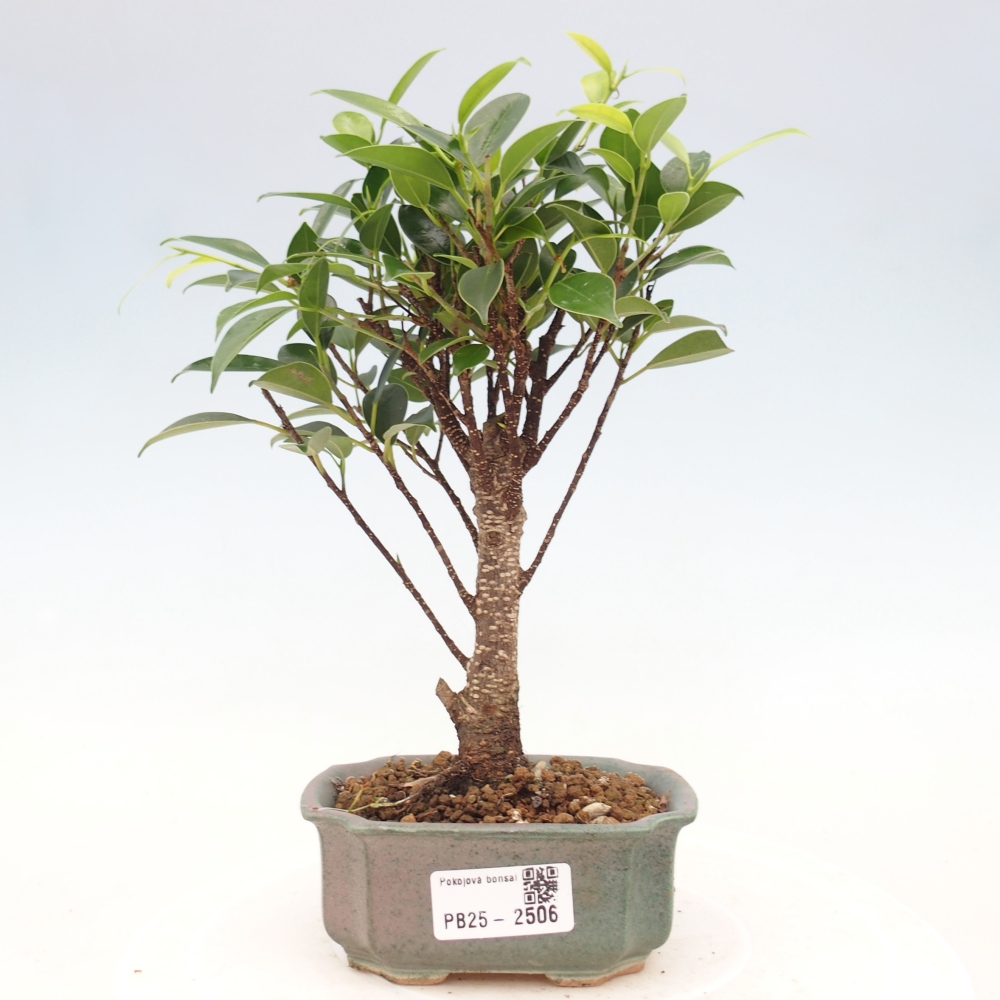 Pokojová bonsai - Ficus retusa - malolistý fíkus