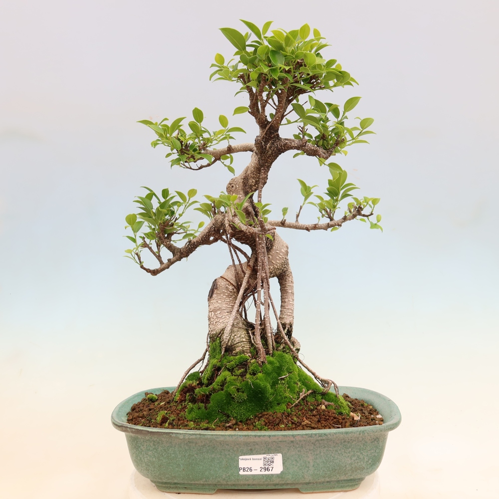Pokój bonsai - Ficus kimmen - figowiec drobnolistny