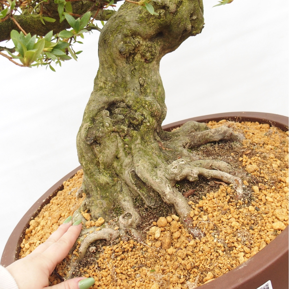 Bonsai zewnętrzne - Azalia japońska - Azalia Kotobukietsu