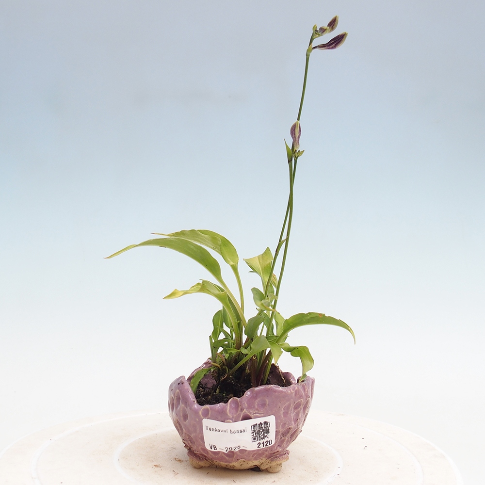Outdoor bonsai - Mini Hosta - Bogini