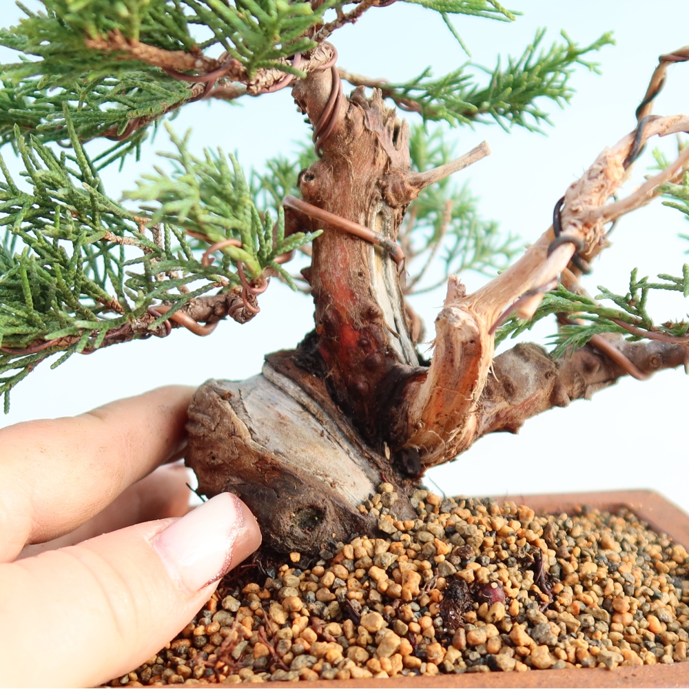 Outdoor bonsai - Juniperus chinensis Itoigawa - Jałowiec chiński