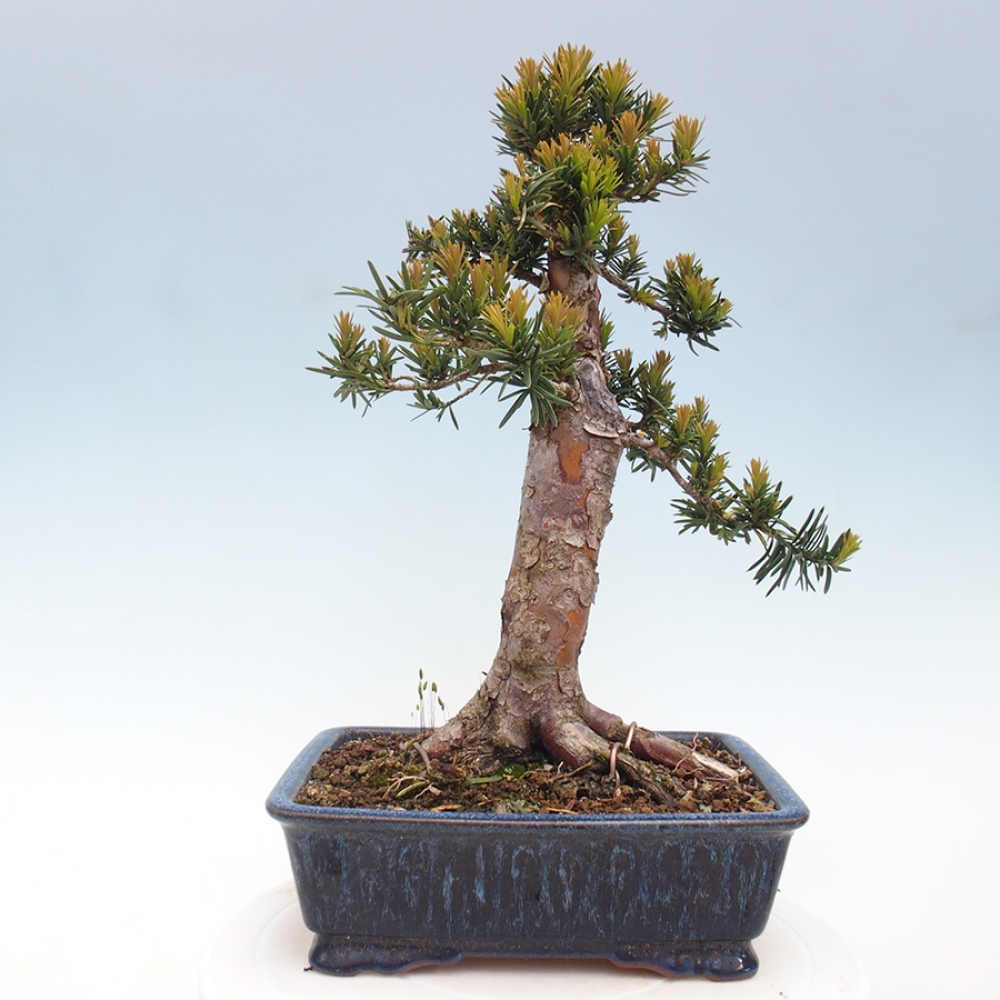 Bonsai na zewnątrz - Taxus cuspidata - cis japoński