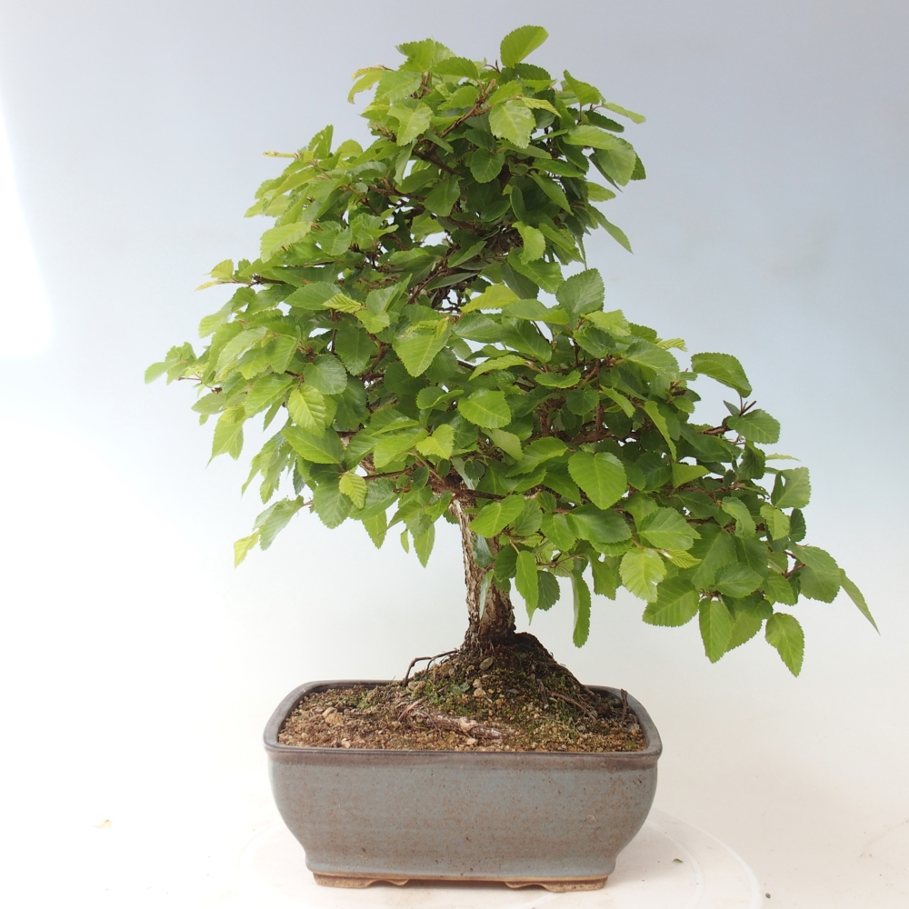 Outdoor bonsai - Carpinus CARPINOIDES - grab koreański