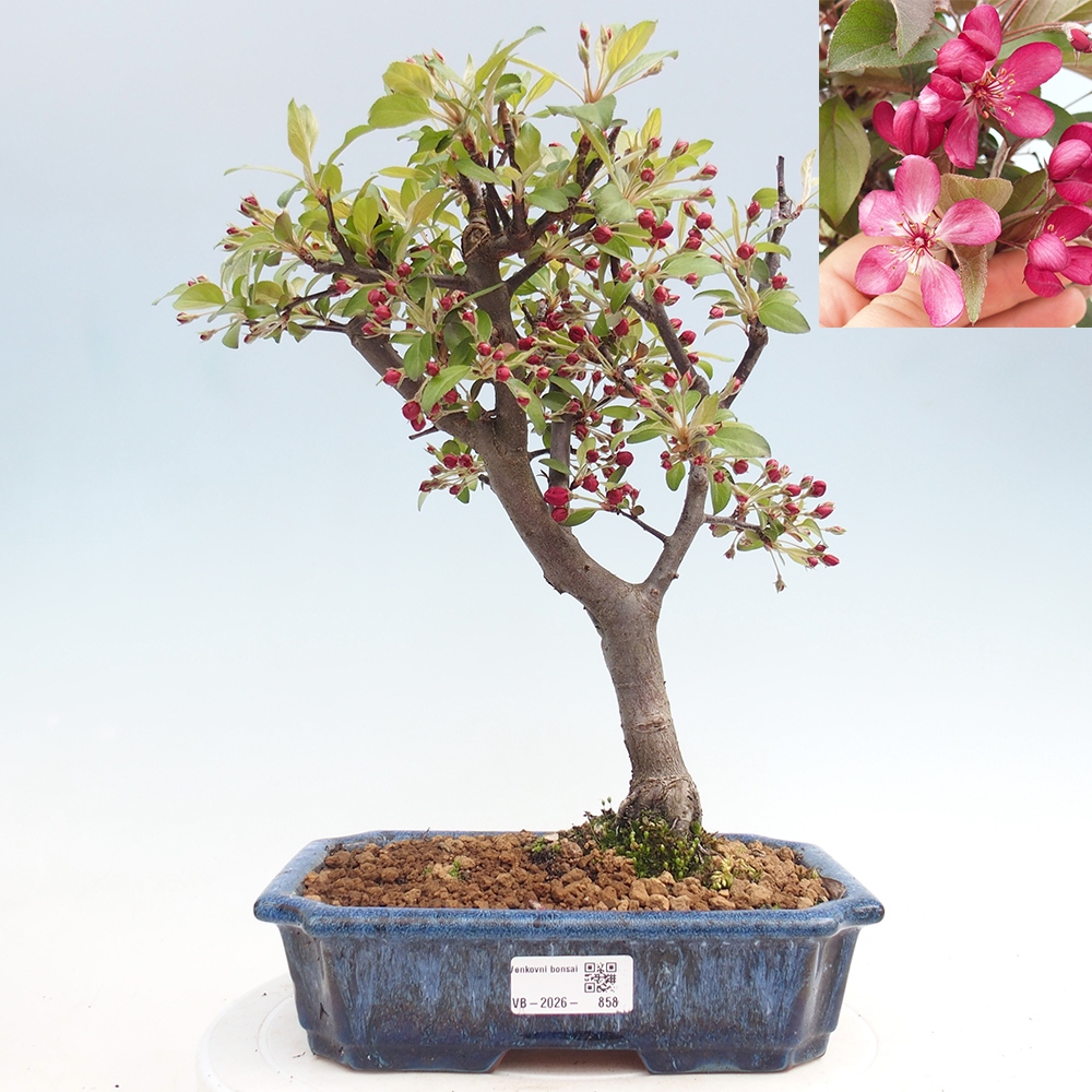 Outdoor bonsai - Malus domestica - Jabłoń czerwonolistna o małych owocach