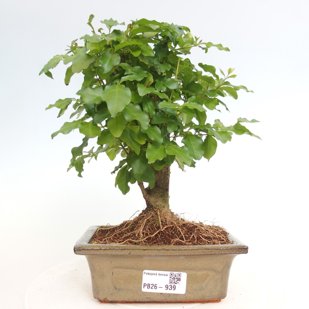 Pokój bonsai - Ligustrum chinensis - Dziób ptaka