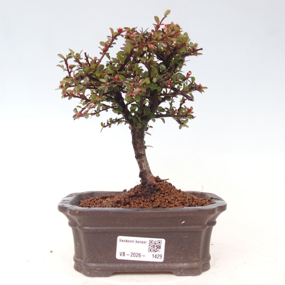 Outdoor bonsai - irga pozioma - Rocky Mountain