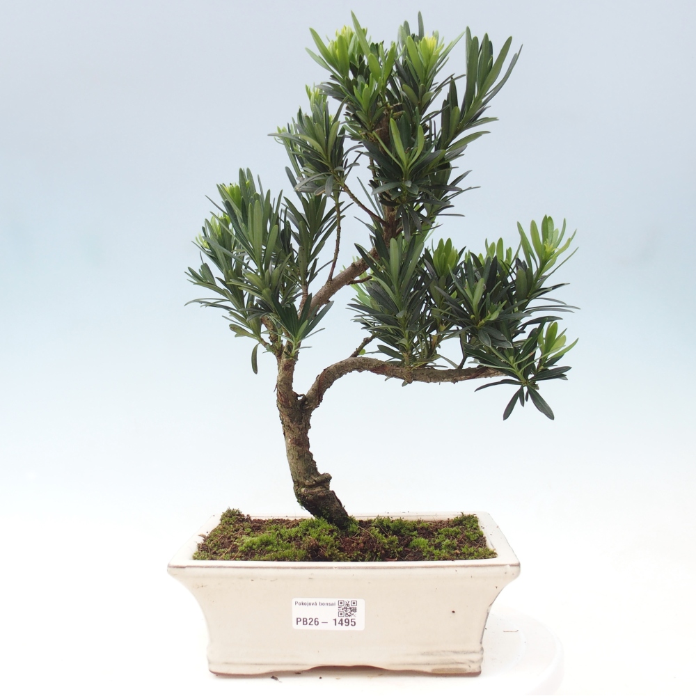 Pokój bonsai - Podocarpus - Kamienny cis