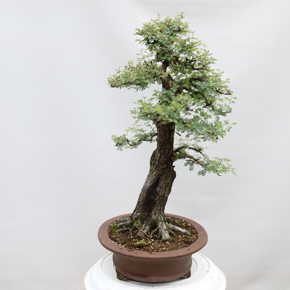 Bonsai pokojowe – Akacja arabica