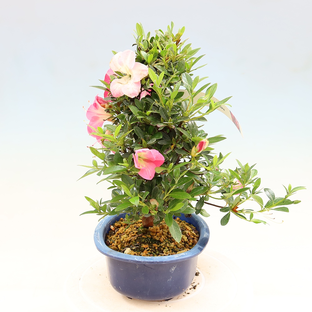 Bonsai zewnętrzne - Azalia japońska - Azalia Santoka