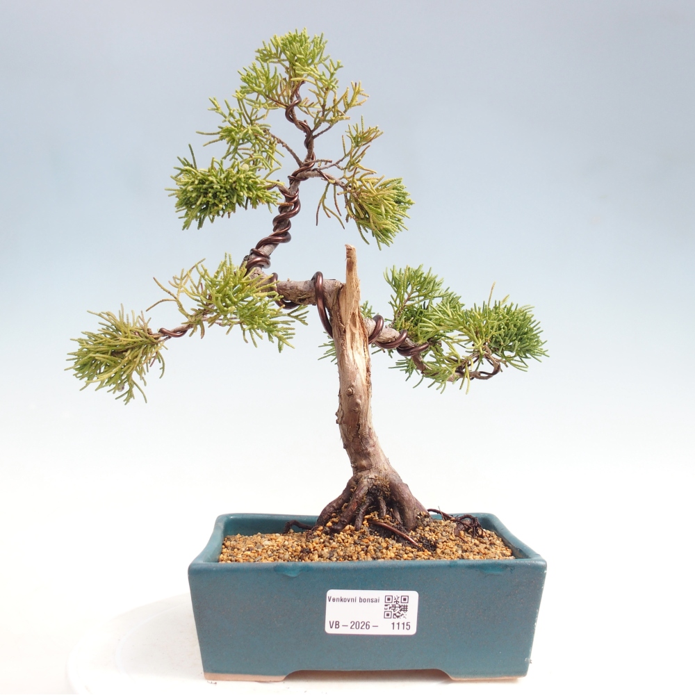 Outdoor bonsai - Juniperus chinensis Kishu