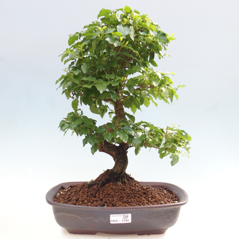 Pokój bonsai - Ligustrum chinensis - Dziób ptaka