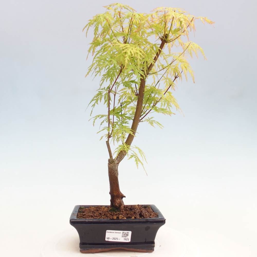 Outdoor bonsai - Acer palmatum Dissectum - Klon japoński 