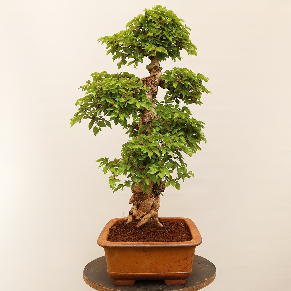 Bonsai plenerowe - Carpinus Coreana - grab koreański