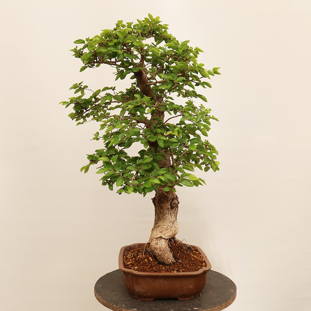 Bonsai plenerowe - Carpinus Coreana - grab koreański