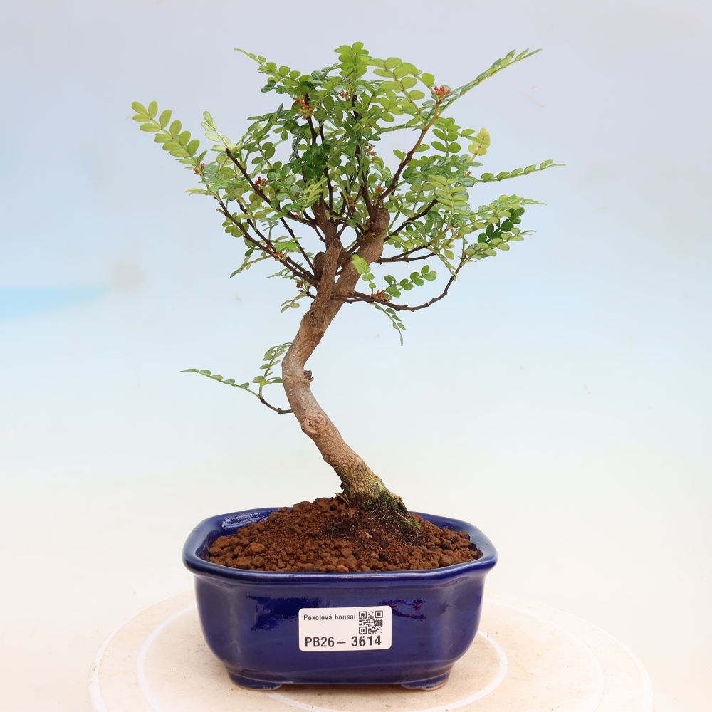 Pokój bonsai - Zantoxylum piperitum - drzewo pieprzowe