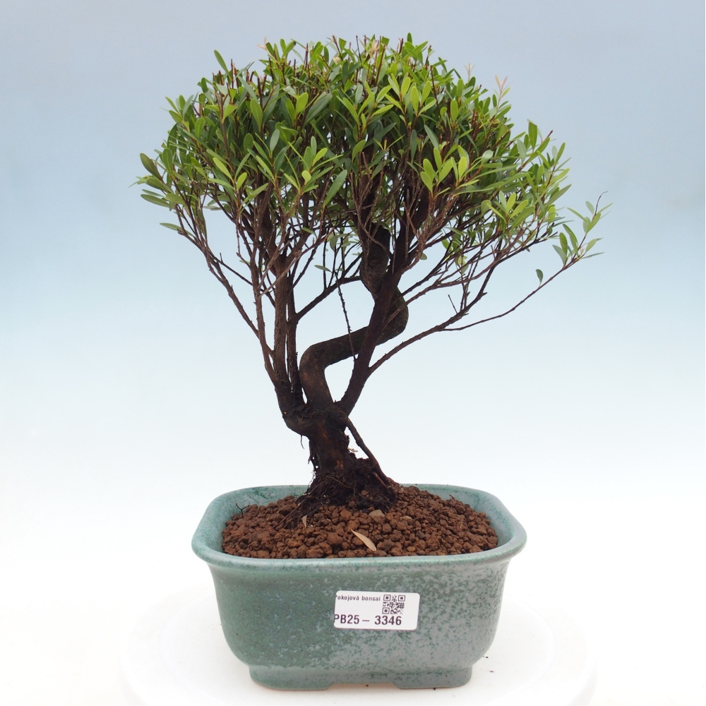 Pokój bonsai - Syzygium - Pimento