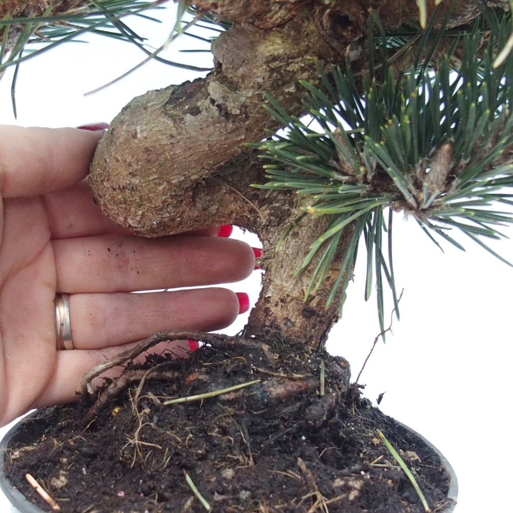 Outdoor bonsai - Pinus thunbergii senjyumaru - Sosna Thunberga