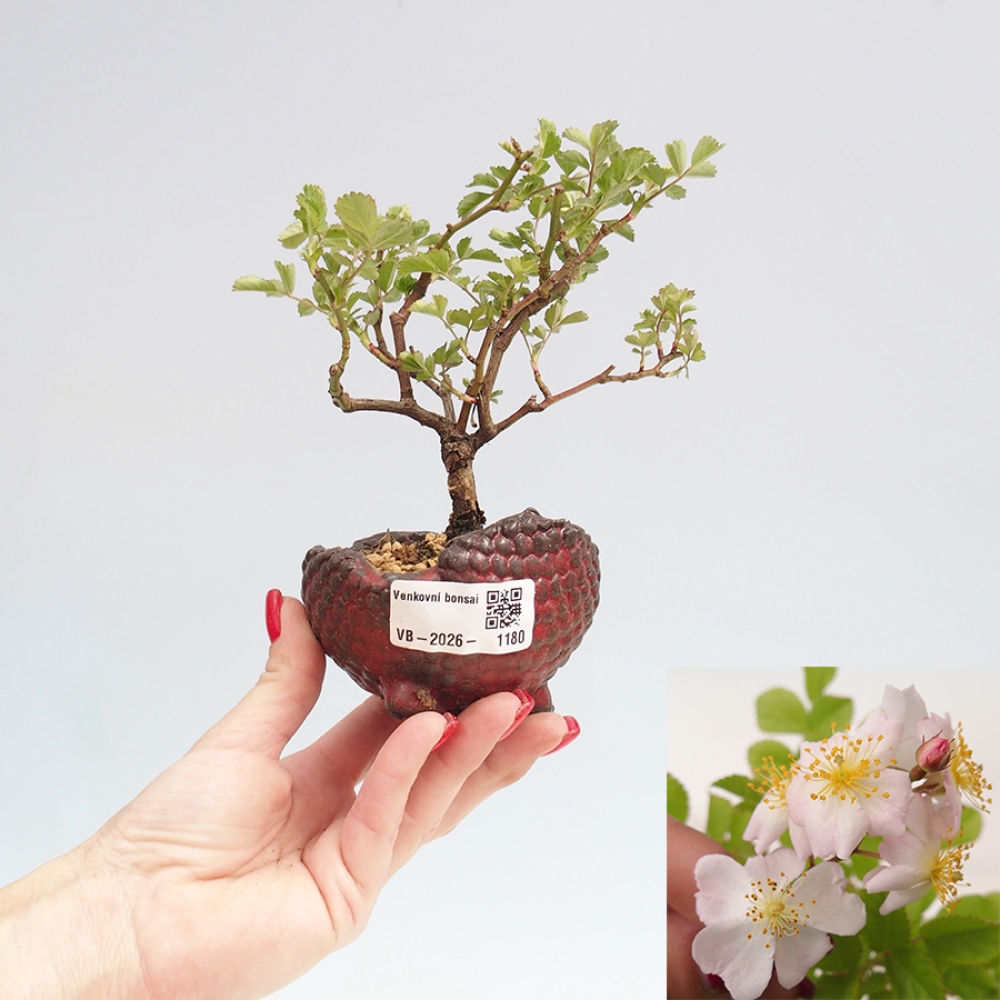 Outdoor bonsai - Rosa sp. - róża drobnokwiatowa