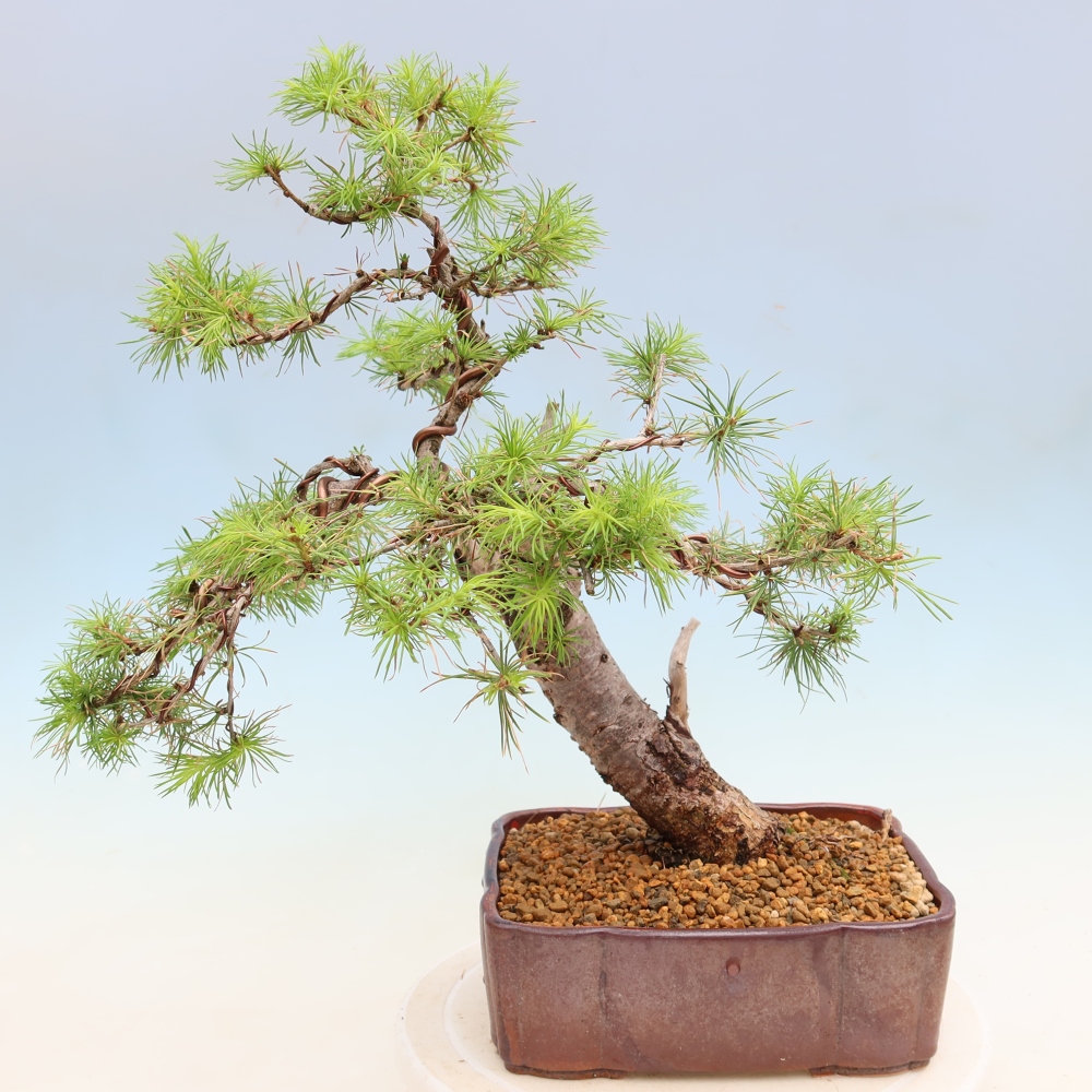 Bonsai zewnętrzne - Larix decidua - Modrzew