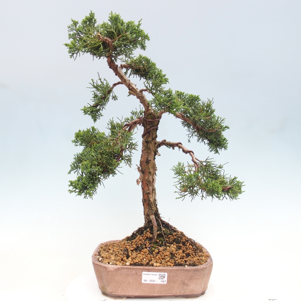 Outdoor bonsai - Juniperus chinensis Kishu