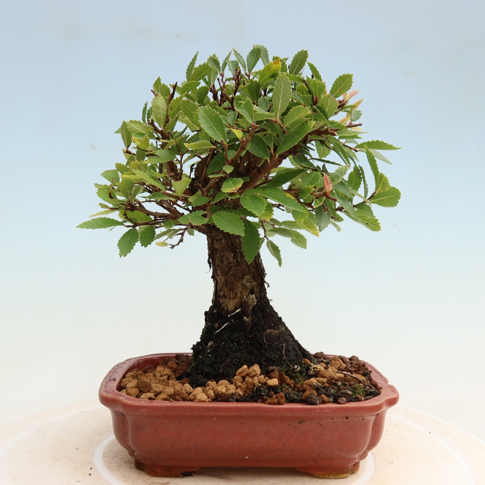 Bonsai zewnętrzne - Zelkova - Zelkova NIRE