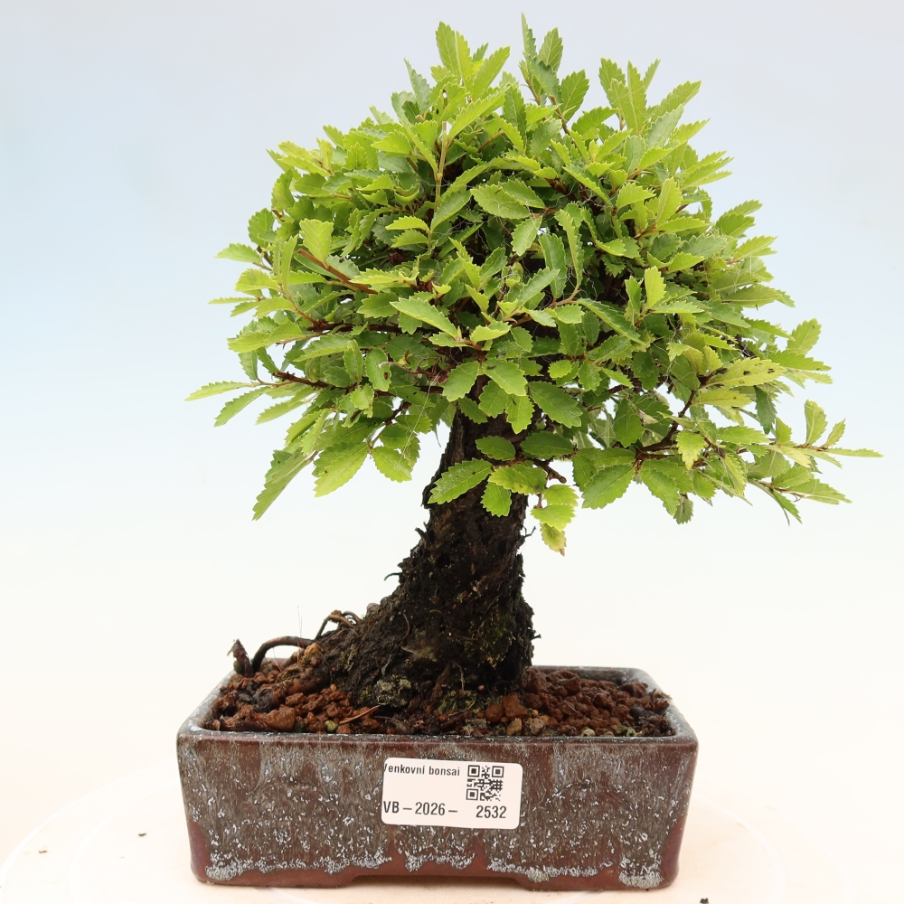 Bonsai zewnętrzne - Zelkova - Zelkova NIRE