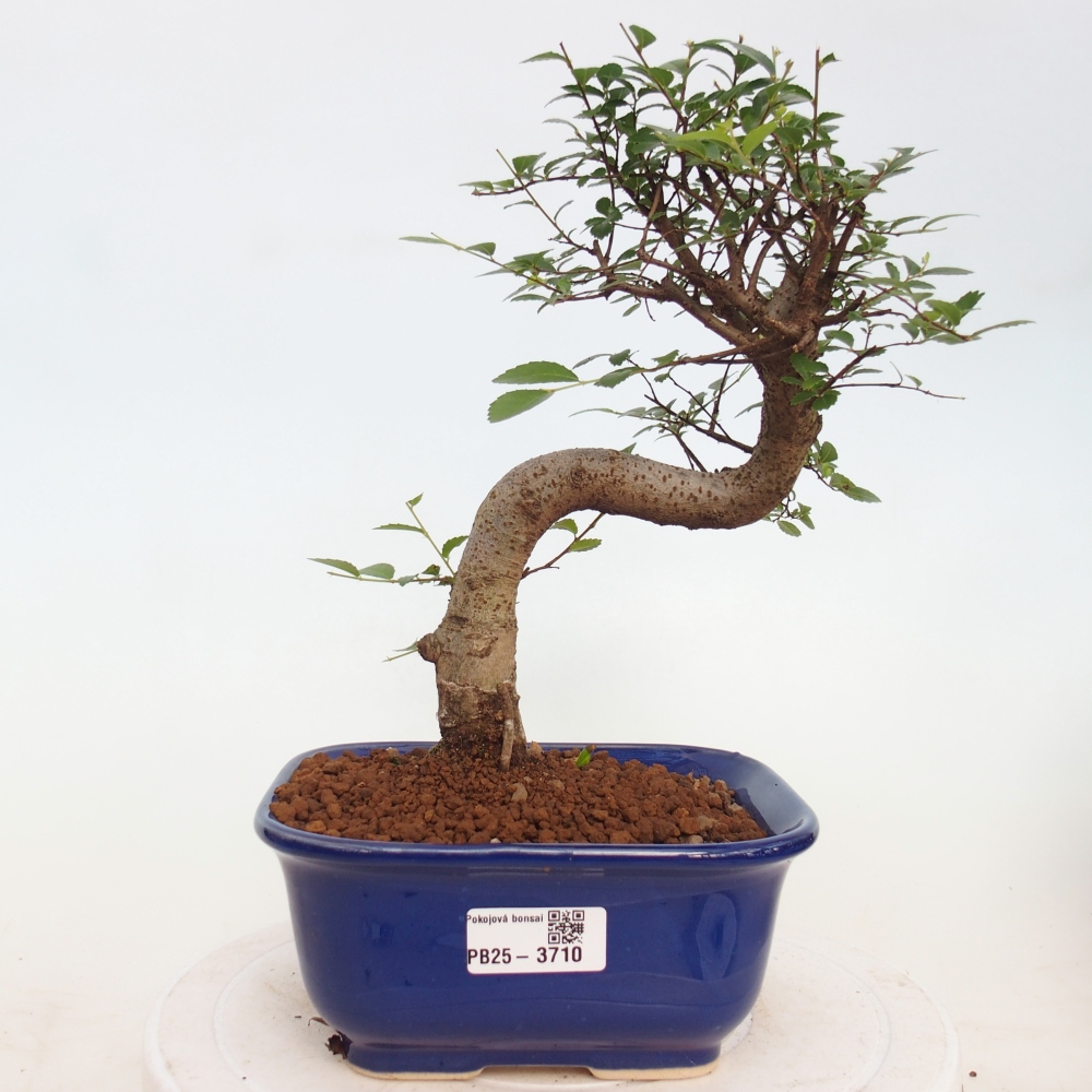 Pokój bonsai - Ulmus parvifolia - Wiąz drobnolistny