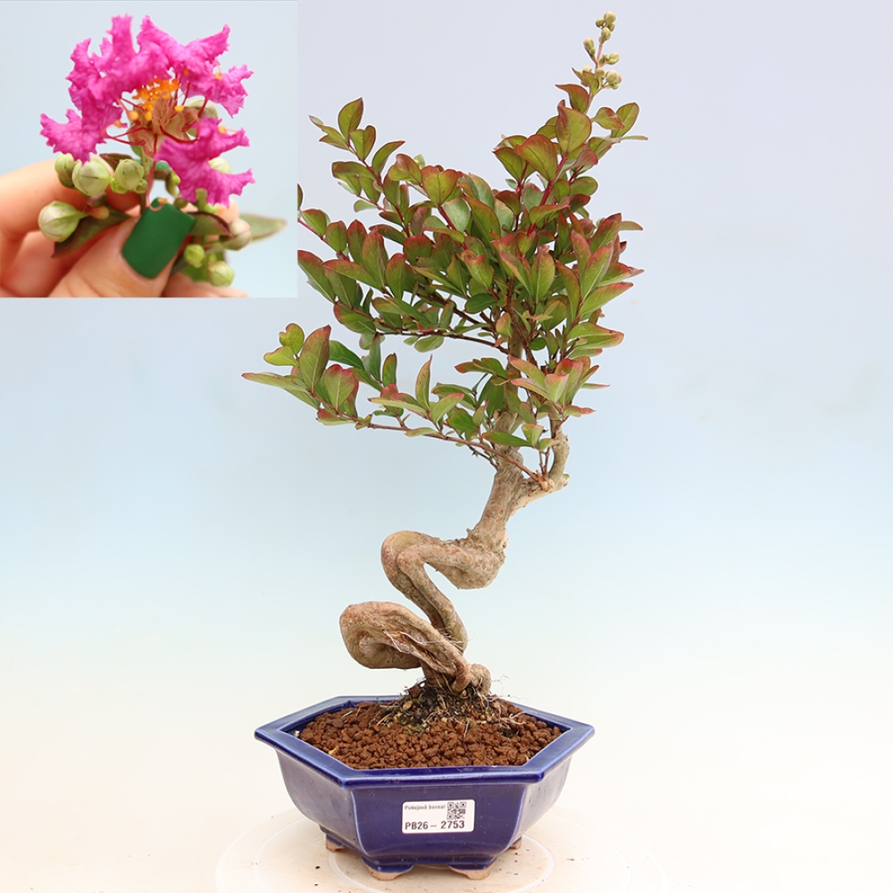 Bonsai pokojowe – Lagerstroemia indica – bz indyjski