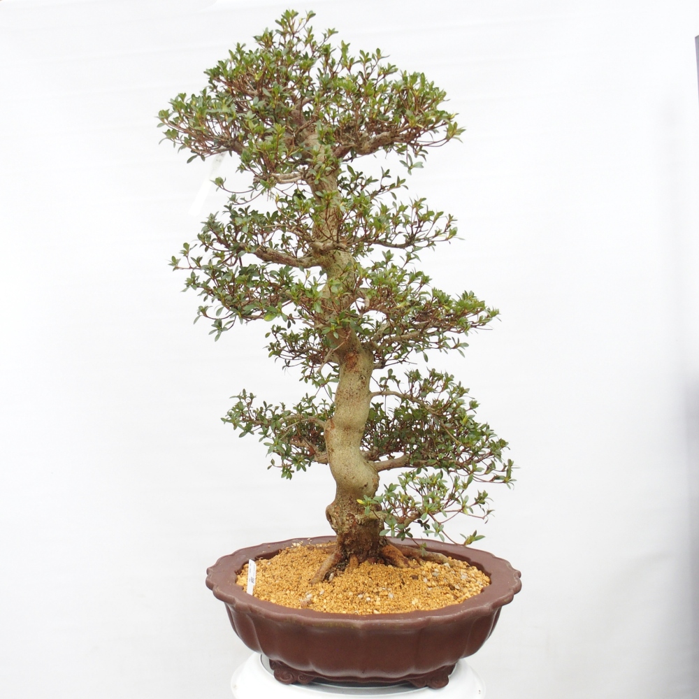 Outdoor bonsai - Azalia japońska - Azalia Shikou