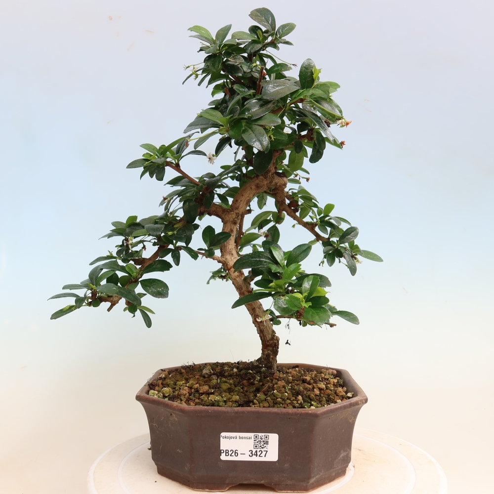 Bonsai pokojowe - Carmona macrophylla - Tea fuki