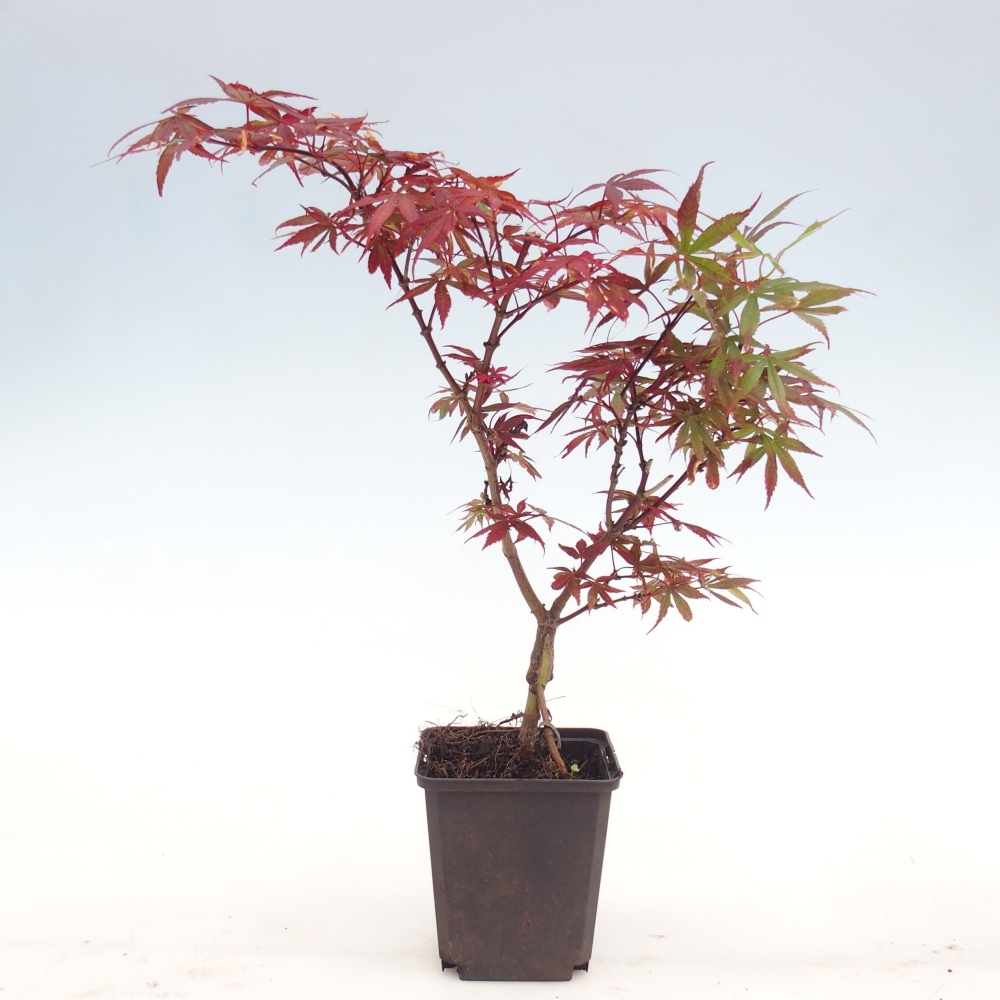 Outdoor bonsai - Acer palmatum Berry Broom w pojemniku