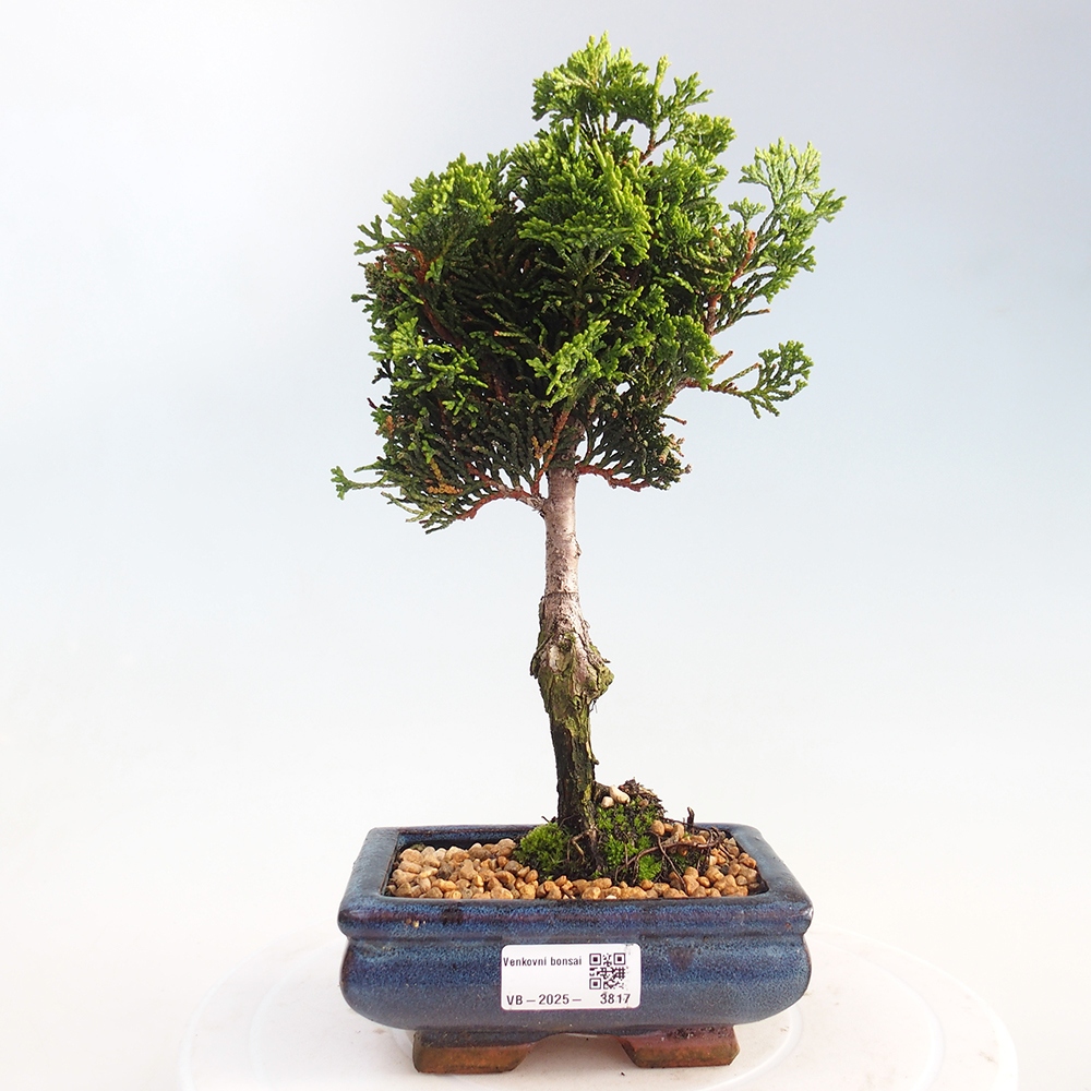 Bonsai zewnętrzne - Cham.pis obtusa Nana Gracilis - Cyprys