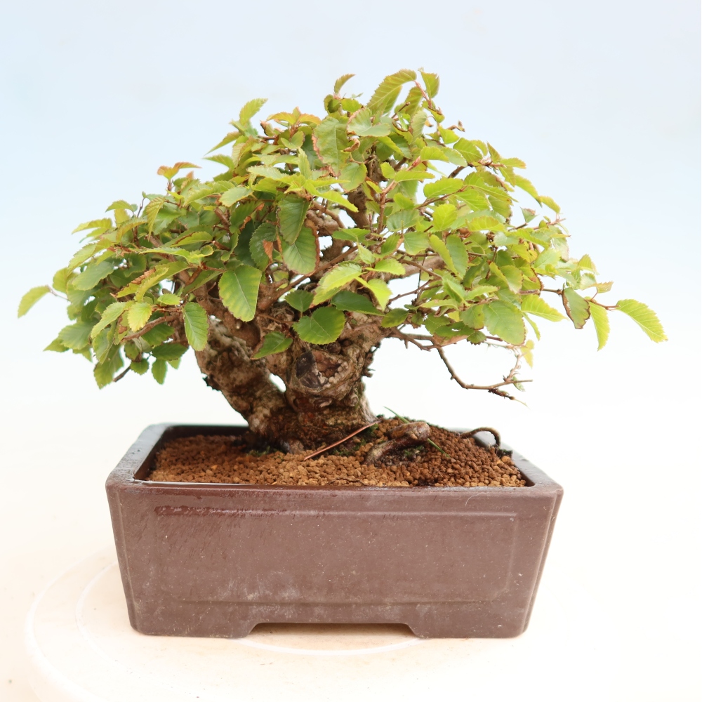 Outdoor bonsai - Carpinus CARPINOIDES - grab koreański