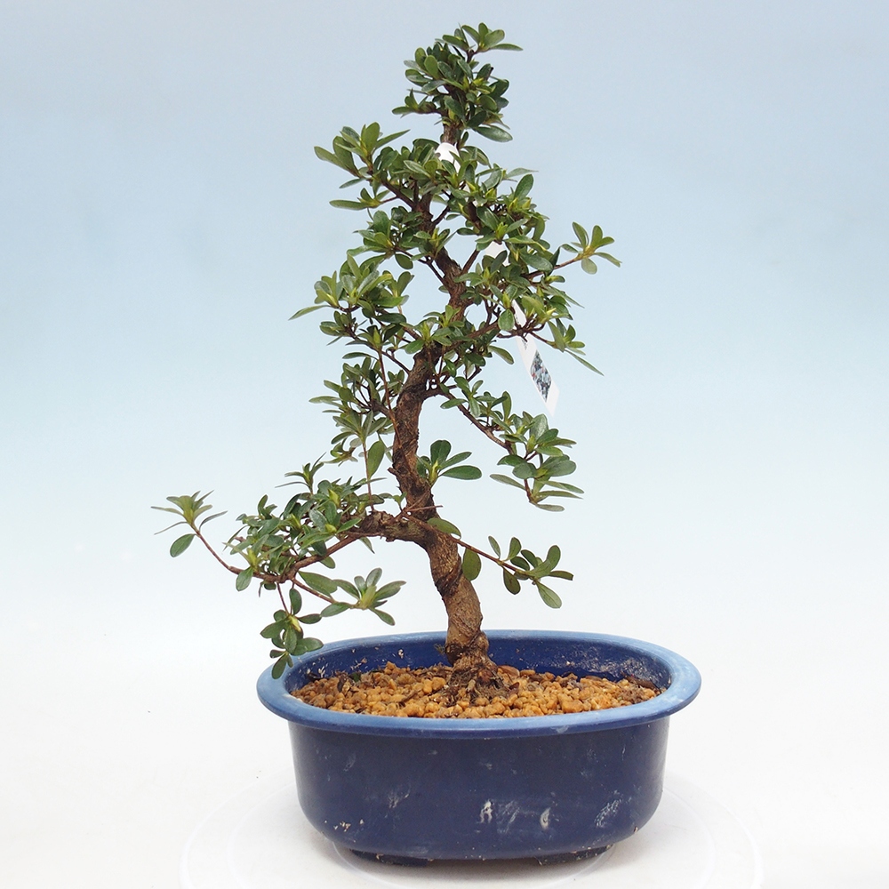 Bonsai zewnętrzne - Azalia japońska - Azalia Asahi-no-izumi