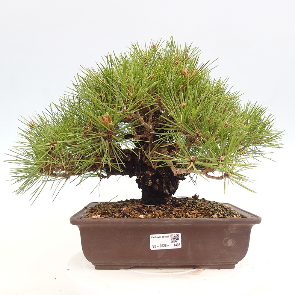 Outdoor bonsai - Pinus thunbergii - sosna Thunberga