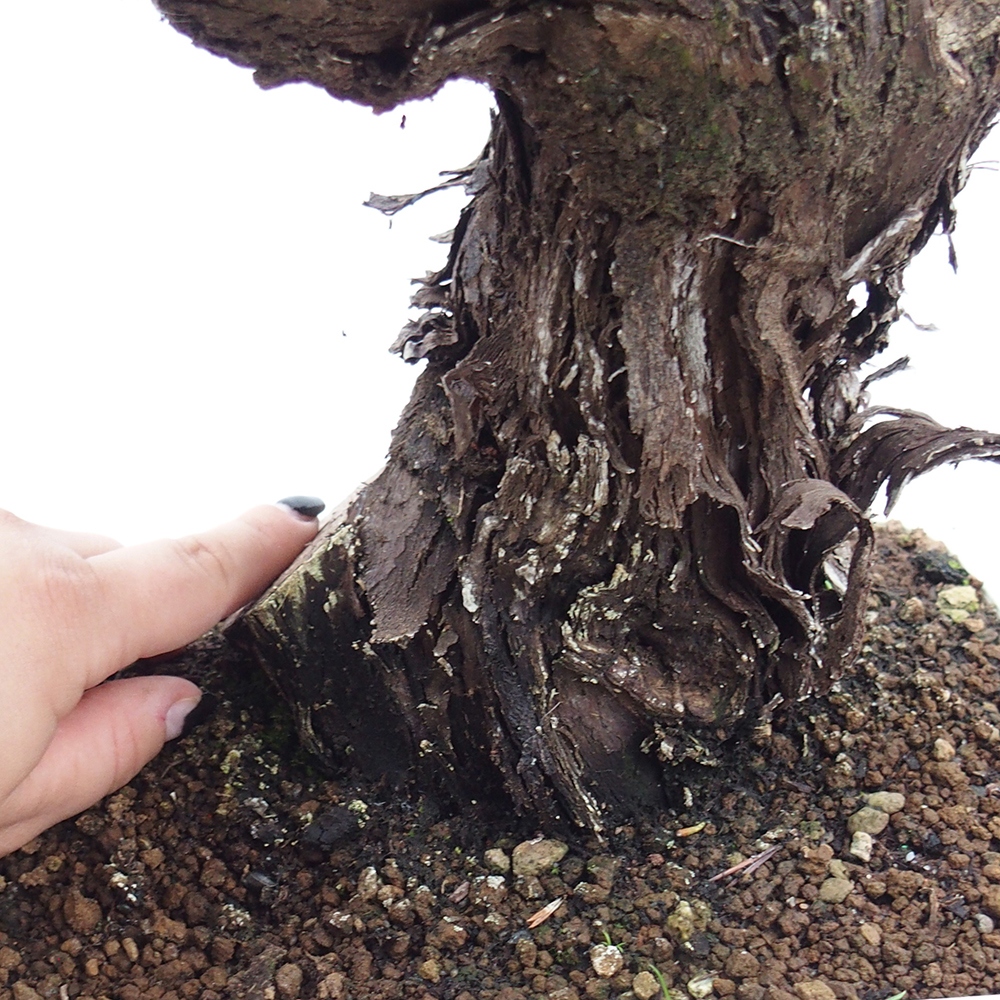 Bonsai plenerowe - Vitis vinnifera MUSKAT ITALIA  - Winorośl