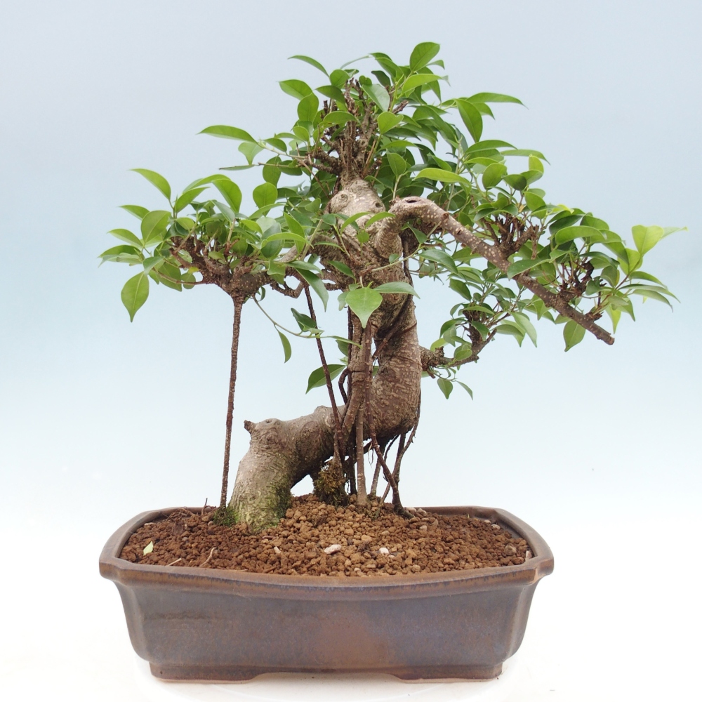 Pokój bonsai - Ficus retusa - figowiec drobnolistny