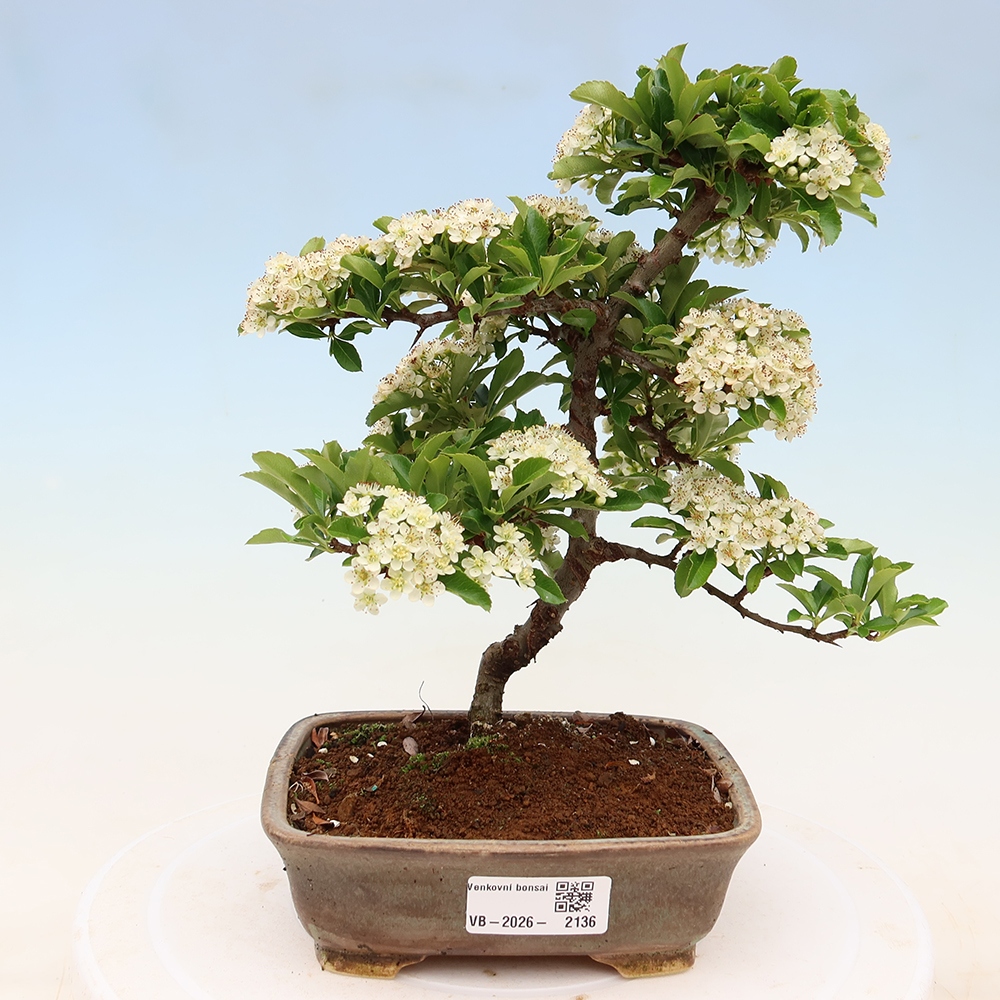 Bonsai ogrodowe – Pyracantha teton – ognik szkarłatny