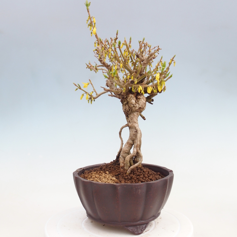 Outdoor bonsai - Zlatice - Forsycja koreańska