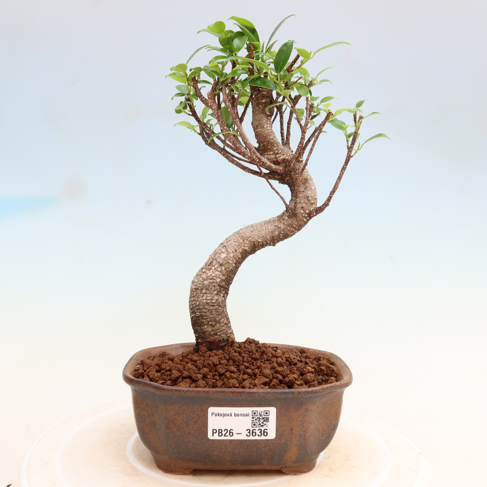Pokój bonsai - Ficus kimmen - figowiec drobnolistny