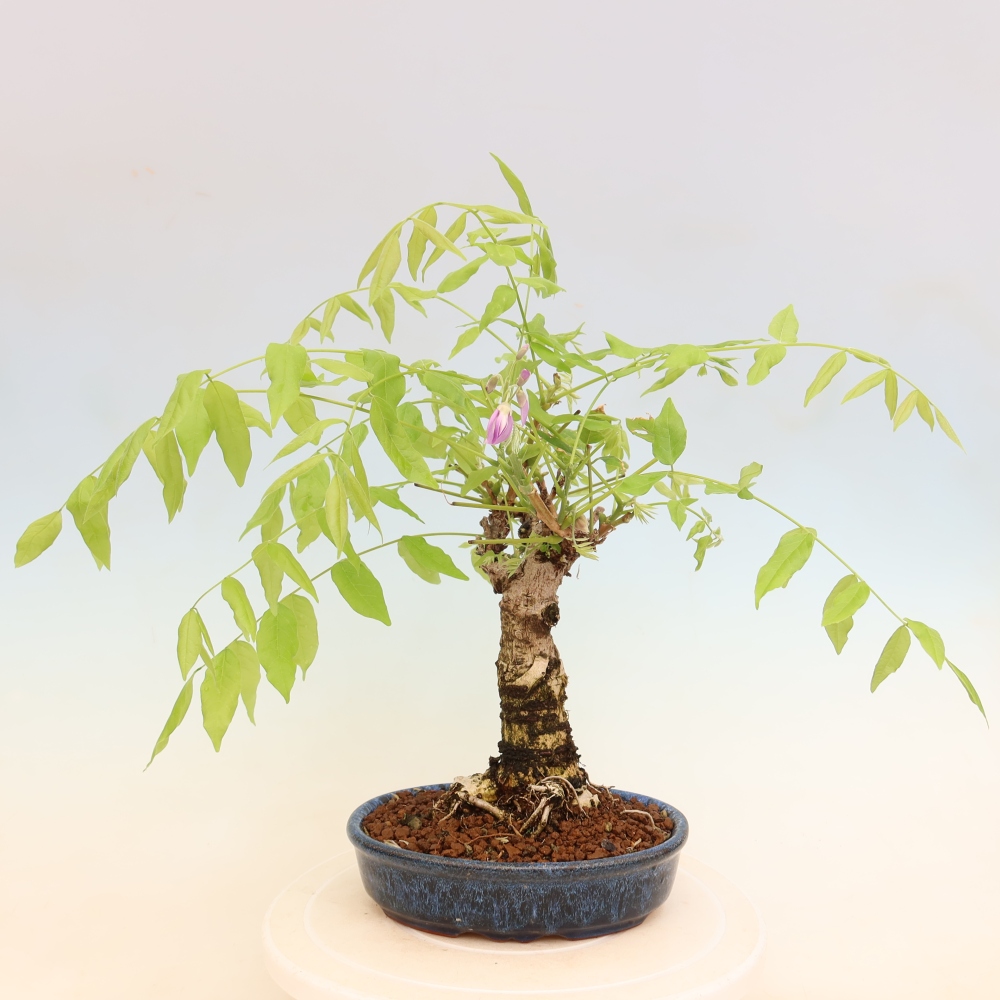 Outdoor bonsai - Wisteria floribunda