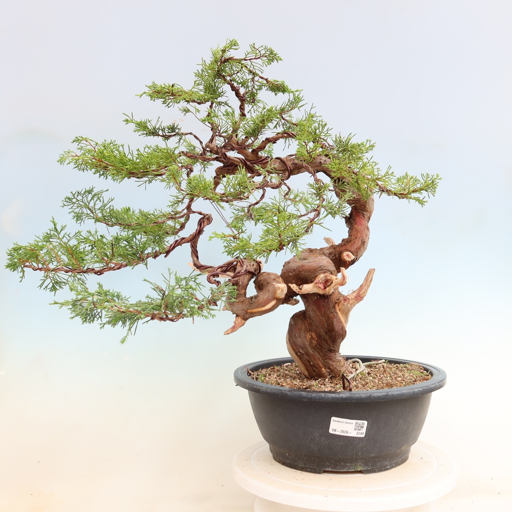 Bonsai ogrodowe – Juniperus chinensis Itoigawa – jałowiec chiński