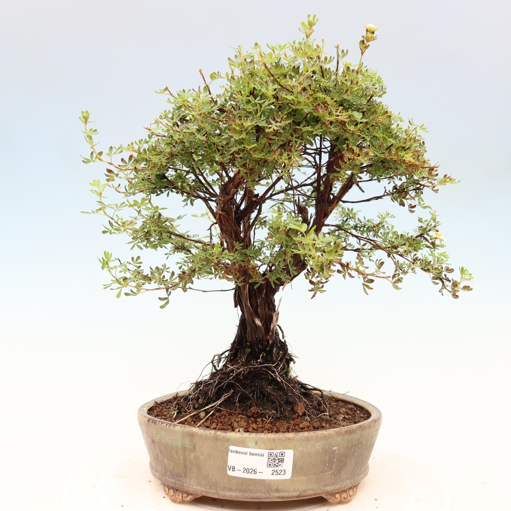 Bonsai zewnętrzne - Potentila fruticosa