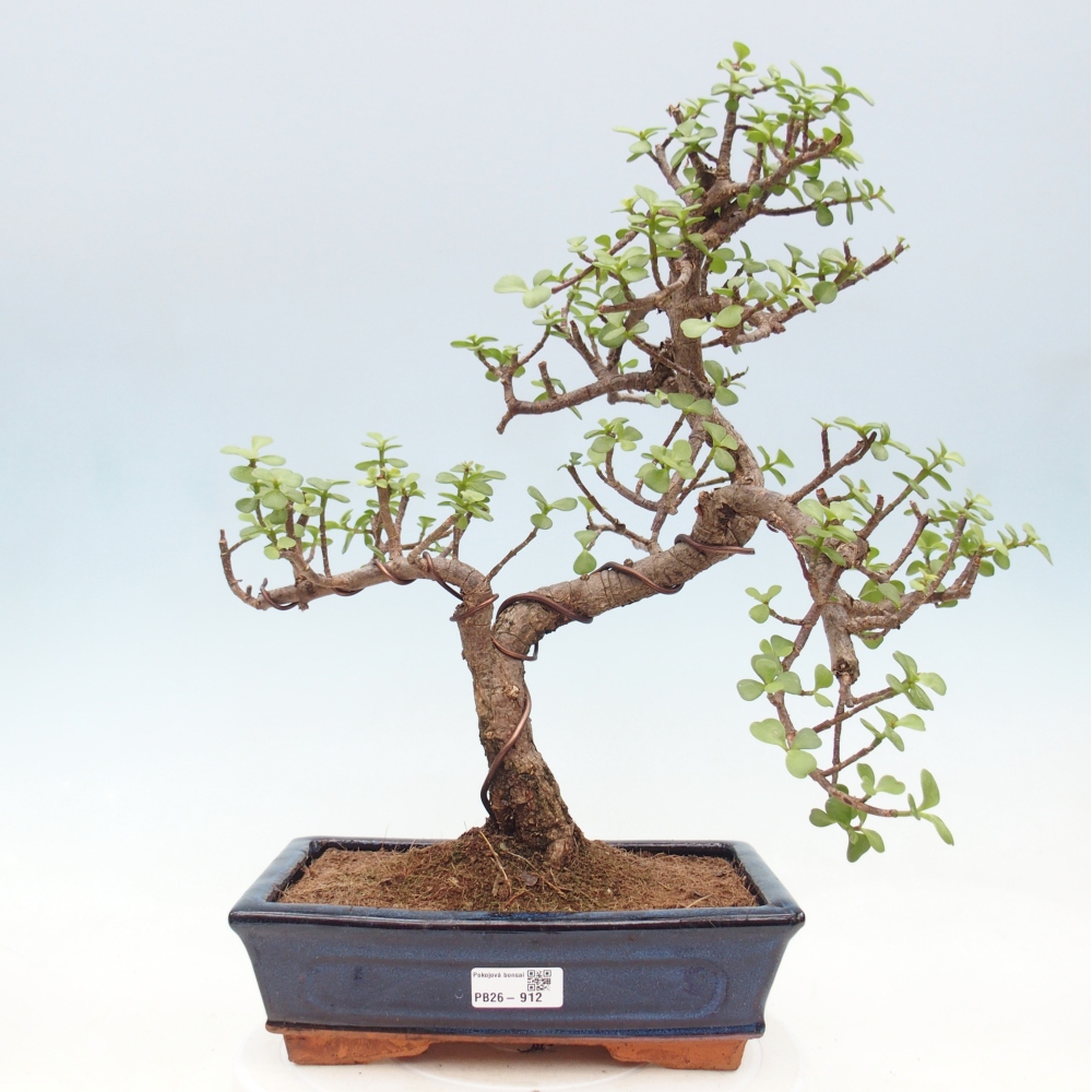 Pokój bonsai - Portulakaria Afra - Tlustice