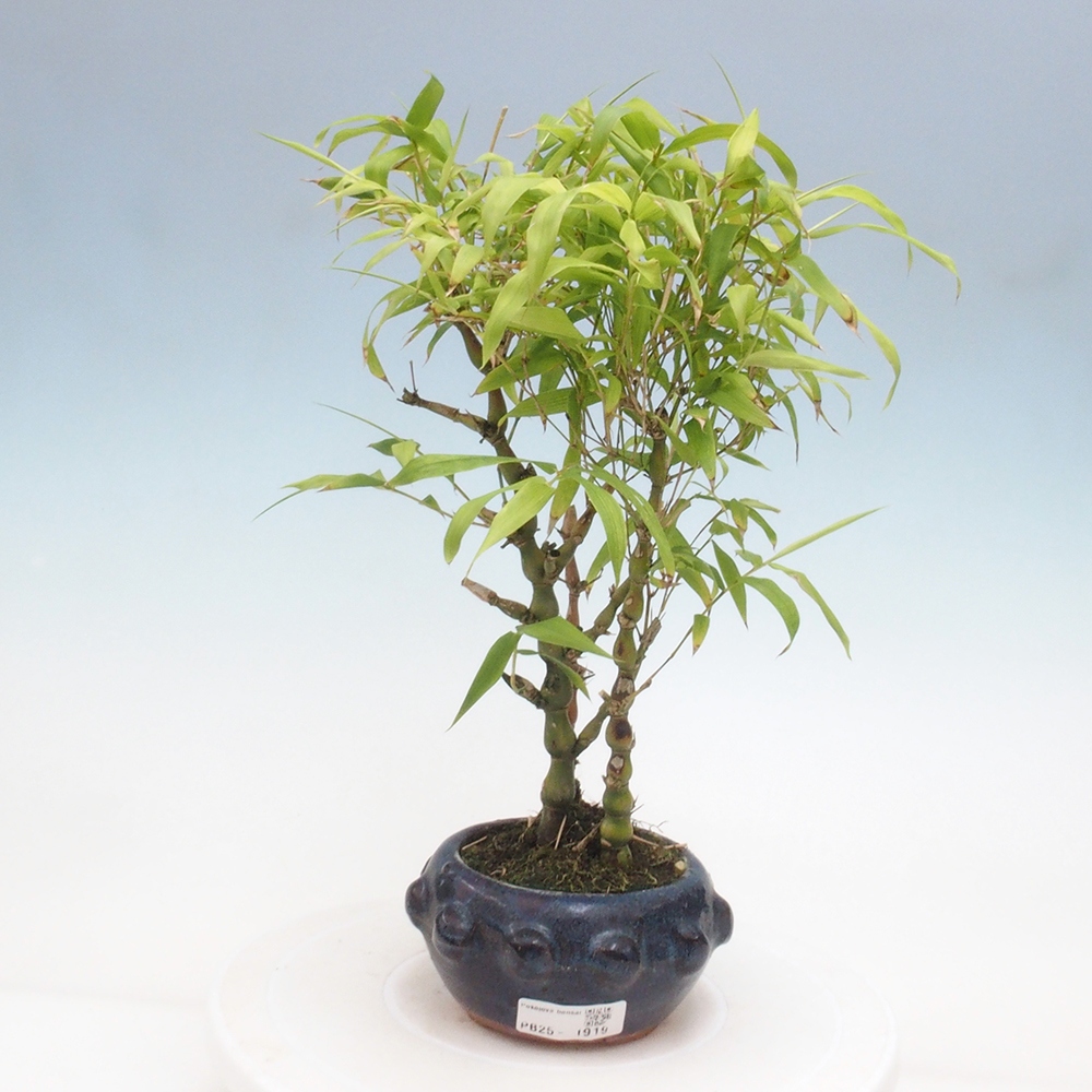 Bonsai wewnętrzne - Bambusowy Budda - Brzuch Bambusowego Buddy