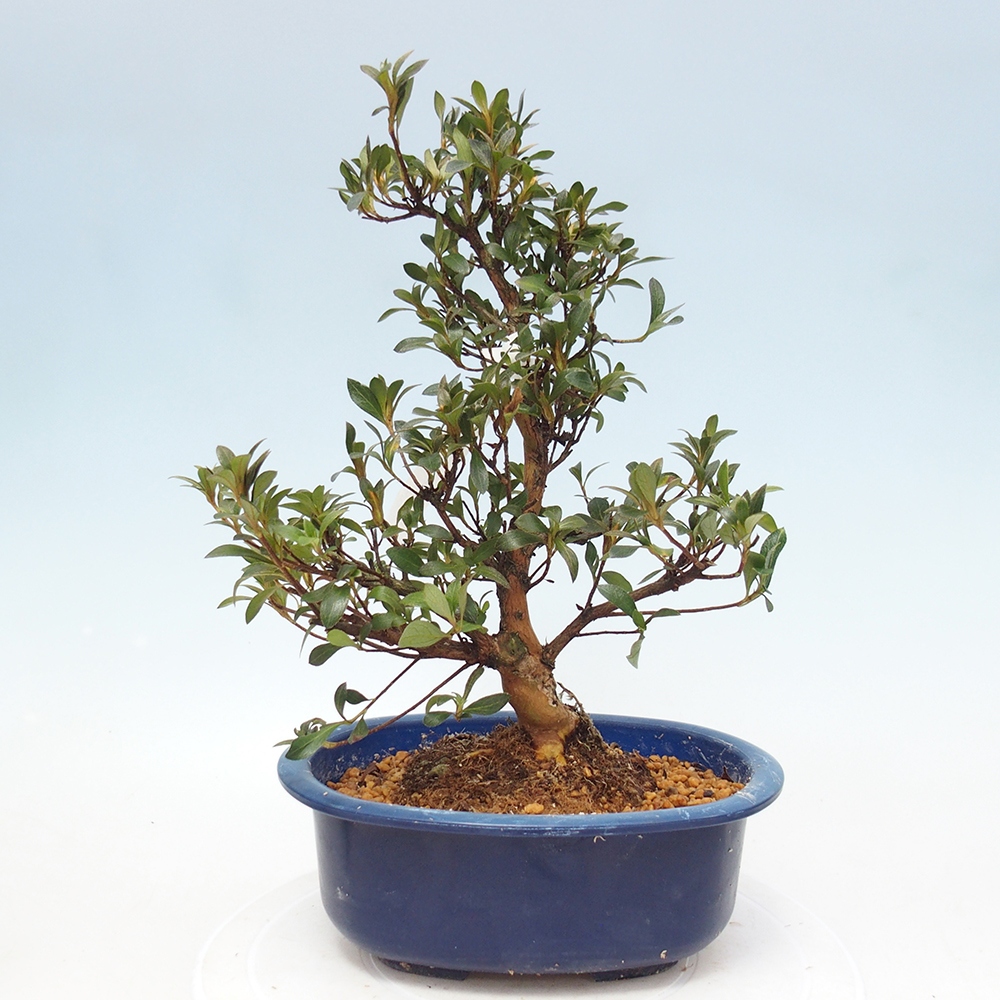 Bonsai zewnętrzne - Azalia japońska - Azalia HANABIN