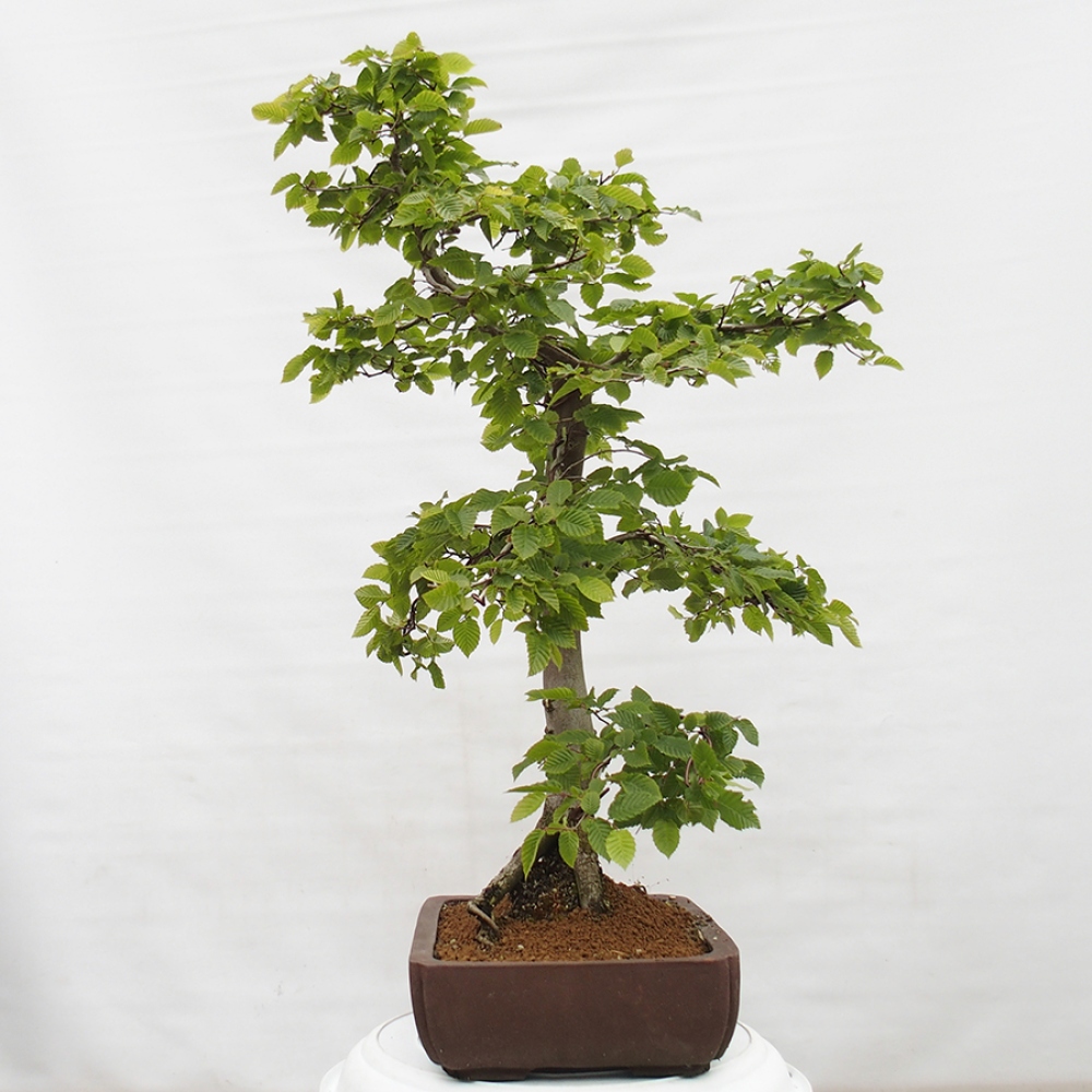 Bonsai zewnętrzne - Grab - Carpinus betulus