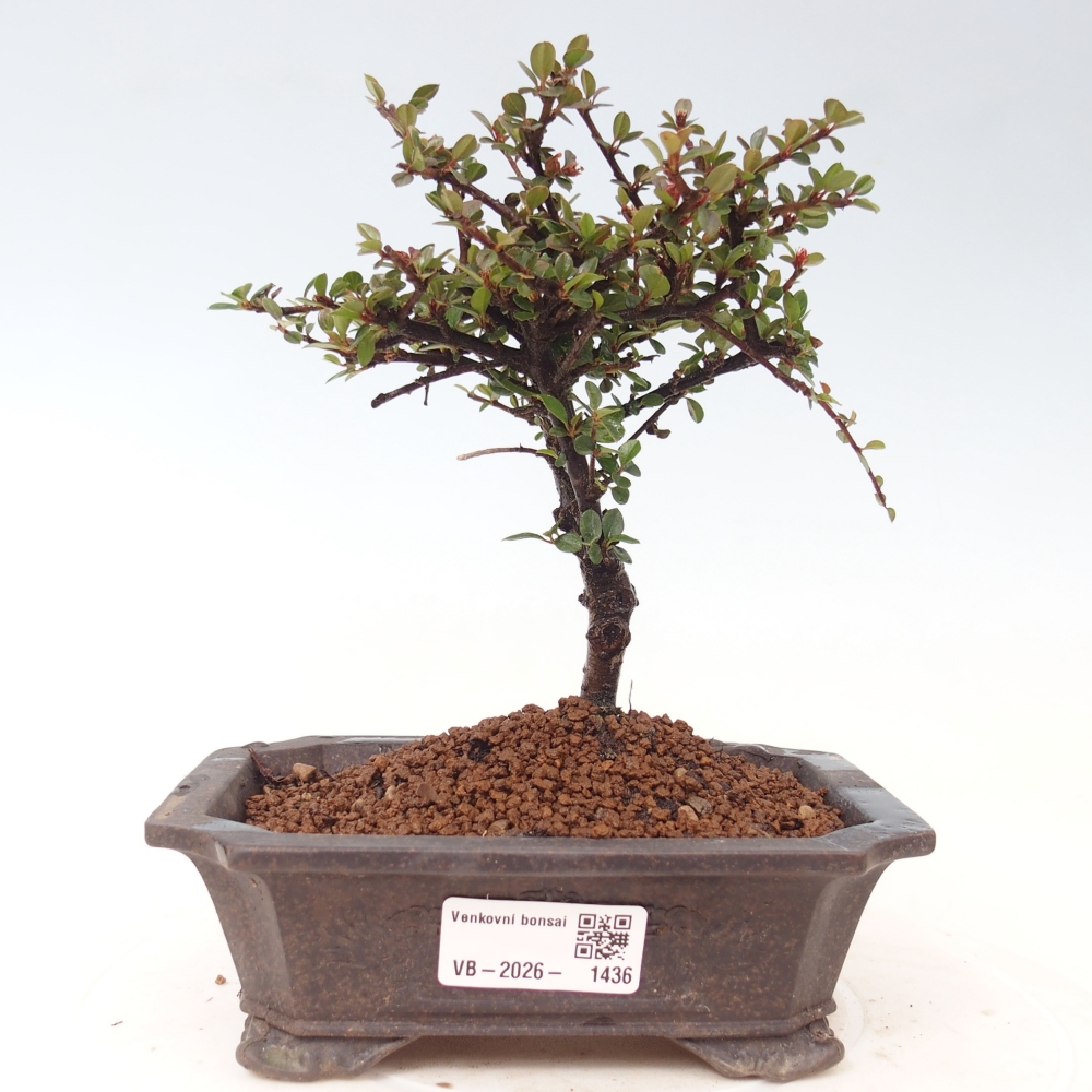 Outdoor bonsai - irga pozioma - Rocky Mountain