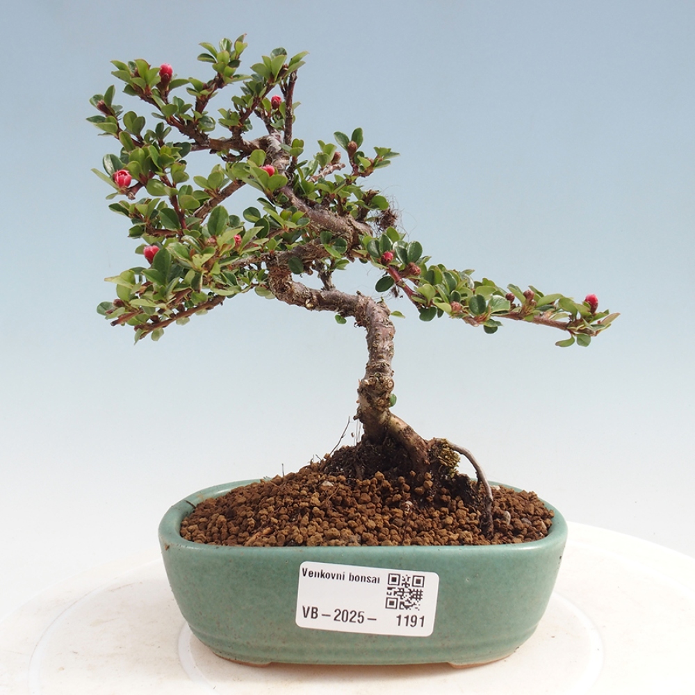 Plenerowe bonsai - Irga pozioma - Drzewo skalne